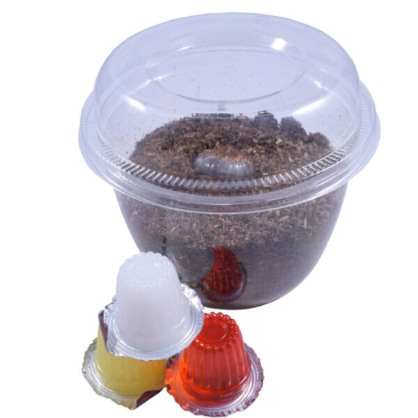 장수풍뎅이 유충 애벌래 키우기