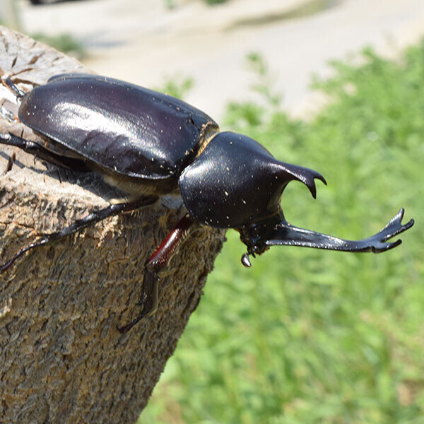 장수풍뎅이 (특대)키우기 세트