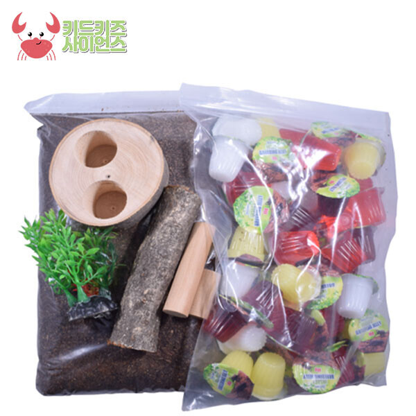 [자연관찰] 사슴벌래  (C)용품세트