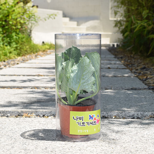 [자연관찰] 배추흰나비(소형) 키우기