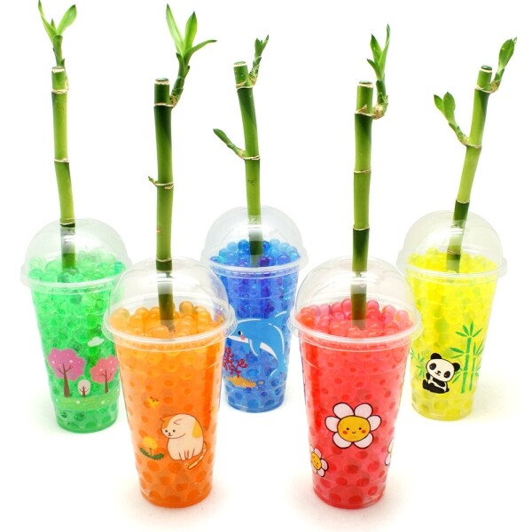 빅사이즈 개운죽 키우기(10개세트)