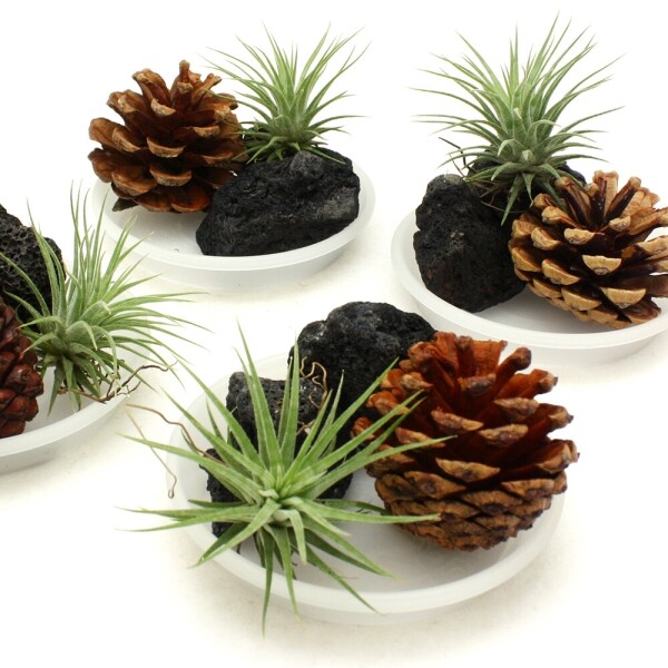 키즈보나,상품명