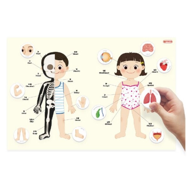 [본사] 자석이붙는인체포스터(나의몸)