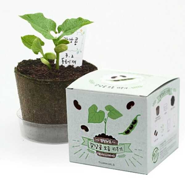 [본사]팜팜농장 강낭콩 모종 키우기 (6인세트)
