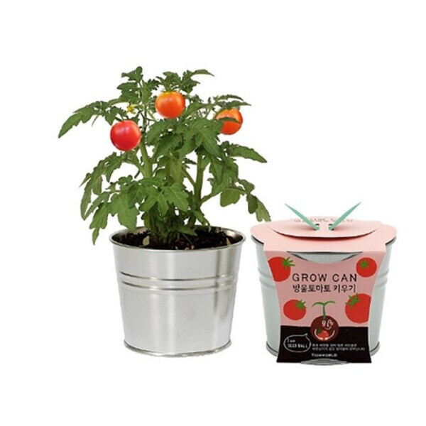 [본사]그로우캔 방울토마토 키우기 (6인세트)